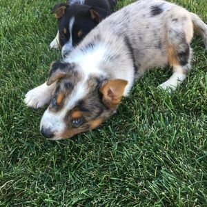 Meet your Posher, Glenn